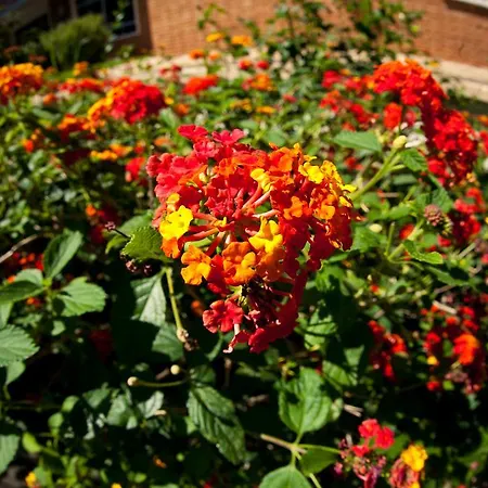 Lantana Garden Casa de hóspedes
